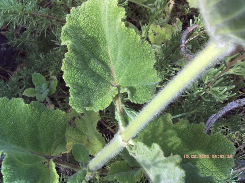 Salvia desoleana / Salvia di Desole